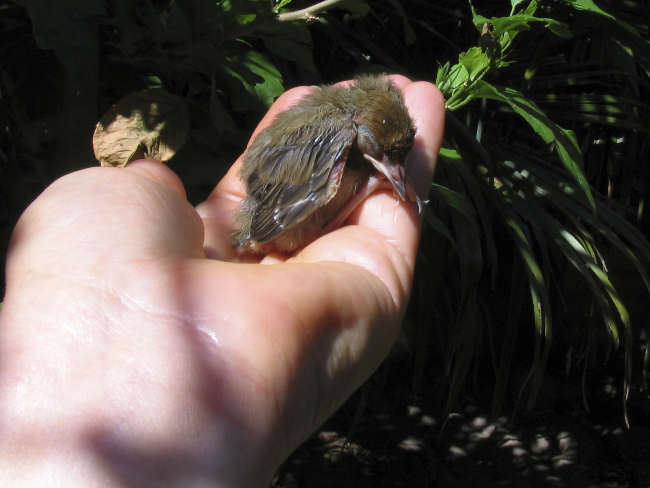 uccellino da identificare